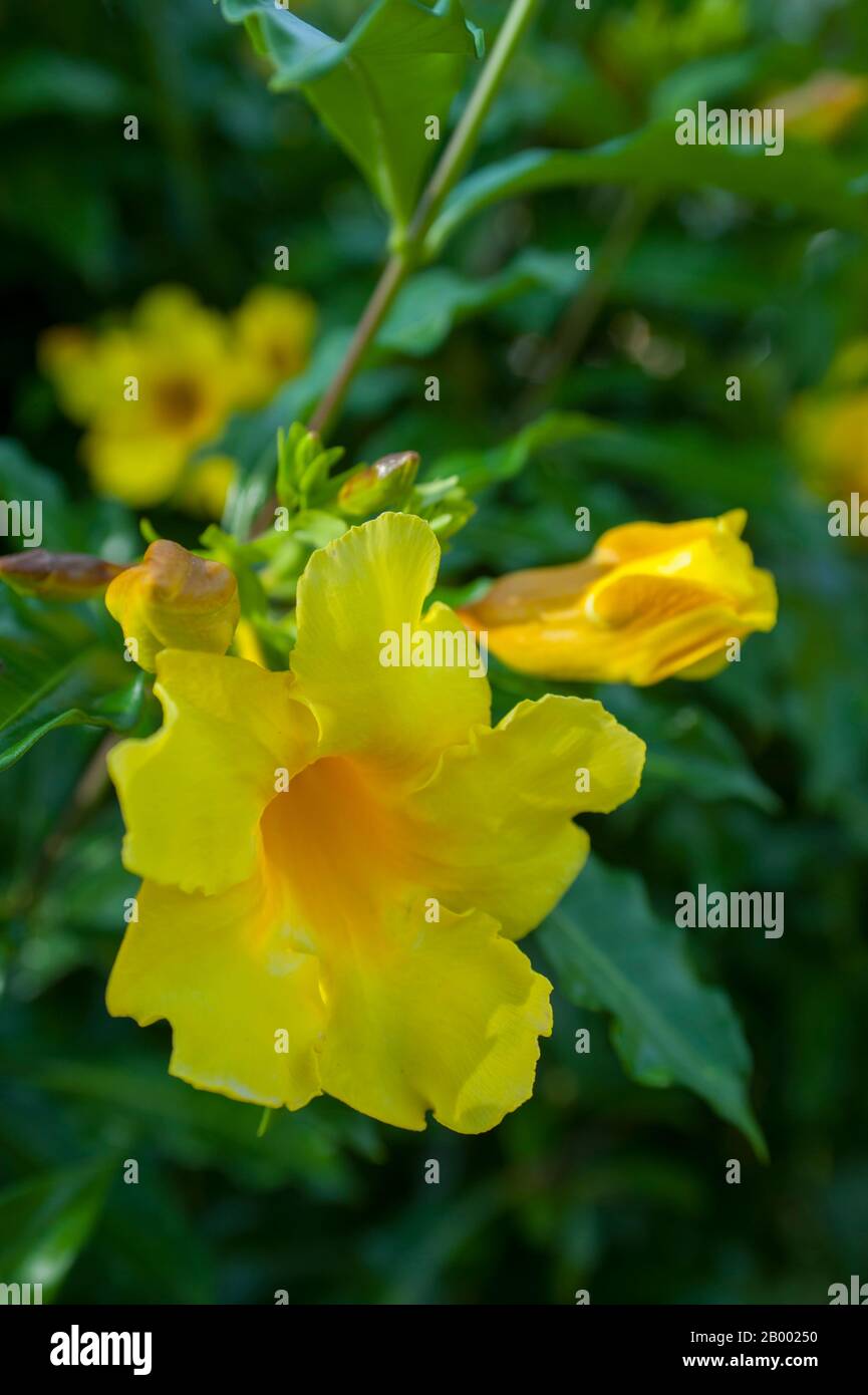 Une fleur jaune d'Allamanda dans le jardin de l'hôtel Monterey Del Mar près de Jaco au Costa Rica. Banque D'Images