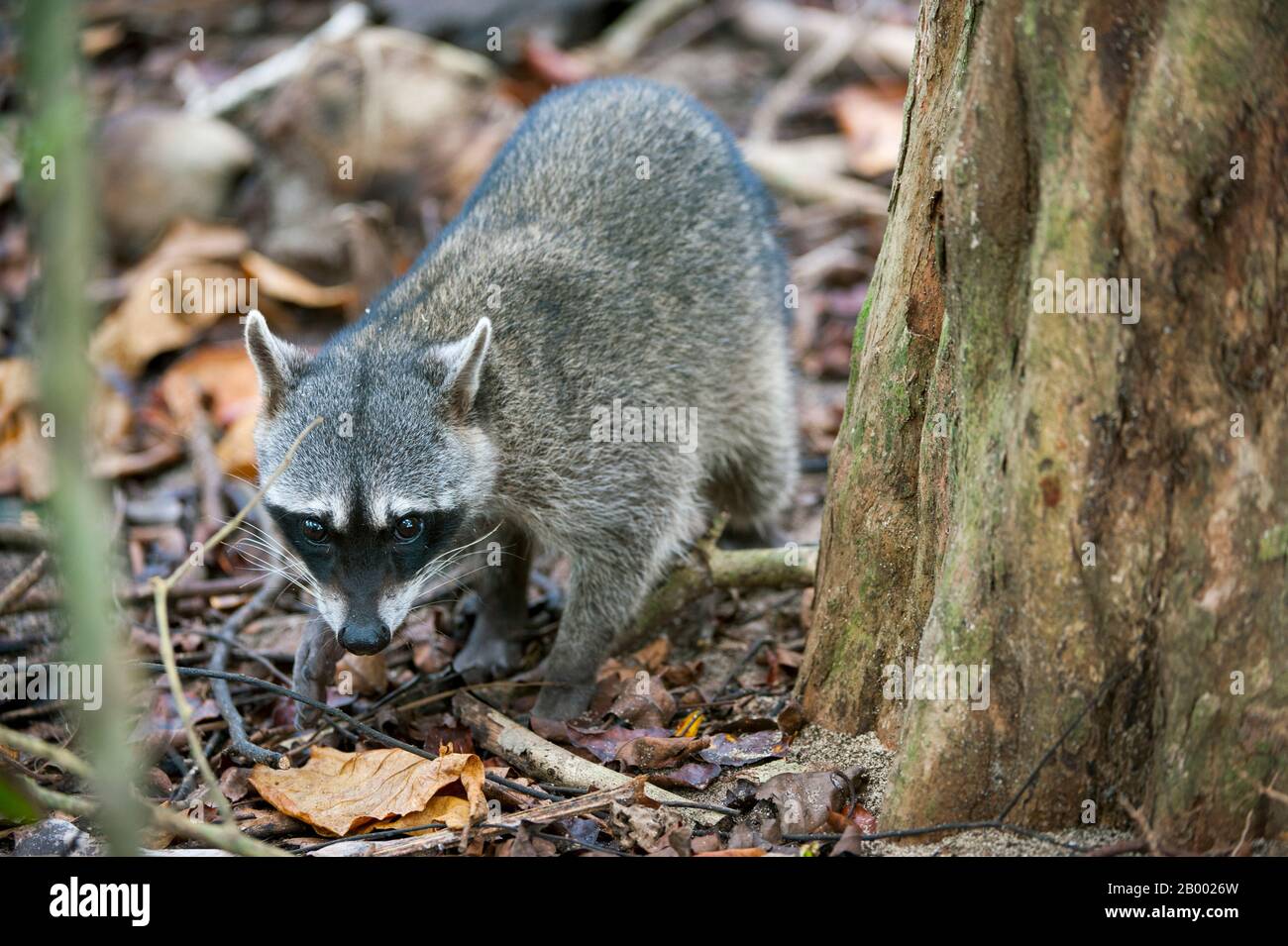 Un raton laveur est à la recherche de nourriture dans la forêt tropicale du parc national Manuel Antonio situé sur la côte du Pacifique du Costa Rica. Banque D'Images