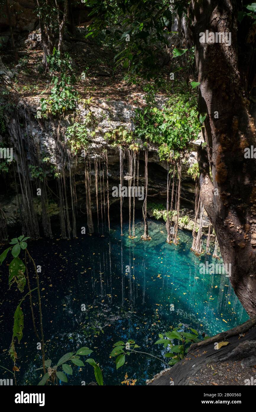 Lol-Ha cenote et piscine trou de sinkhole dans la péninsule du Yucatan, Mexique Banque D'Images