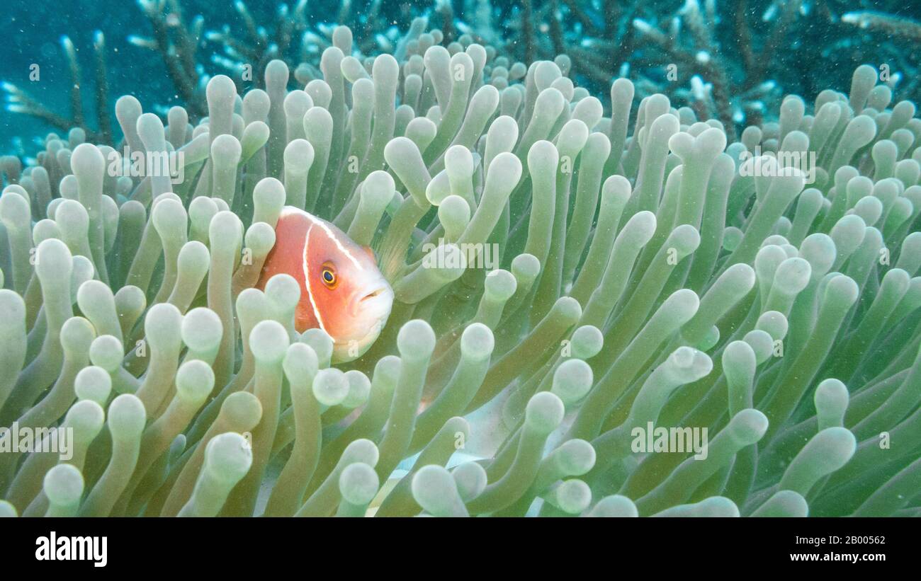 L'anémonégone rose ou le clowfish de la skunk rose (Amphipirion périderaion) habite les récifs coralliens, y compris ceux de Bali en Indonésie. Banque D'Images