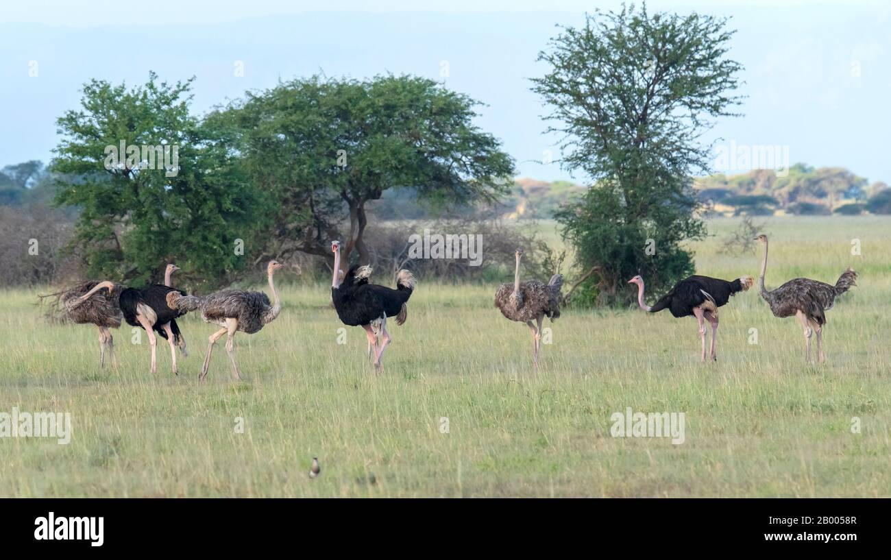 Autruches en alerte, dans le parc national du Serengeti Banque D'Images
