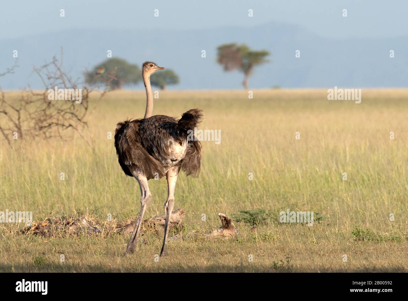 Femme Ostrich dans le parc national du Serengeti Banque D'Images