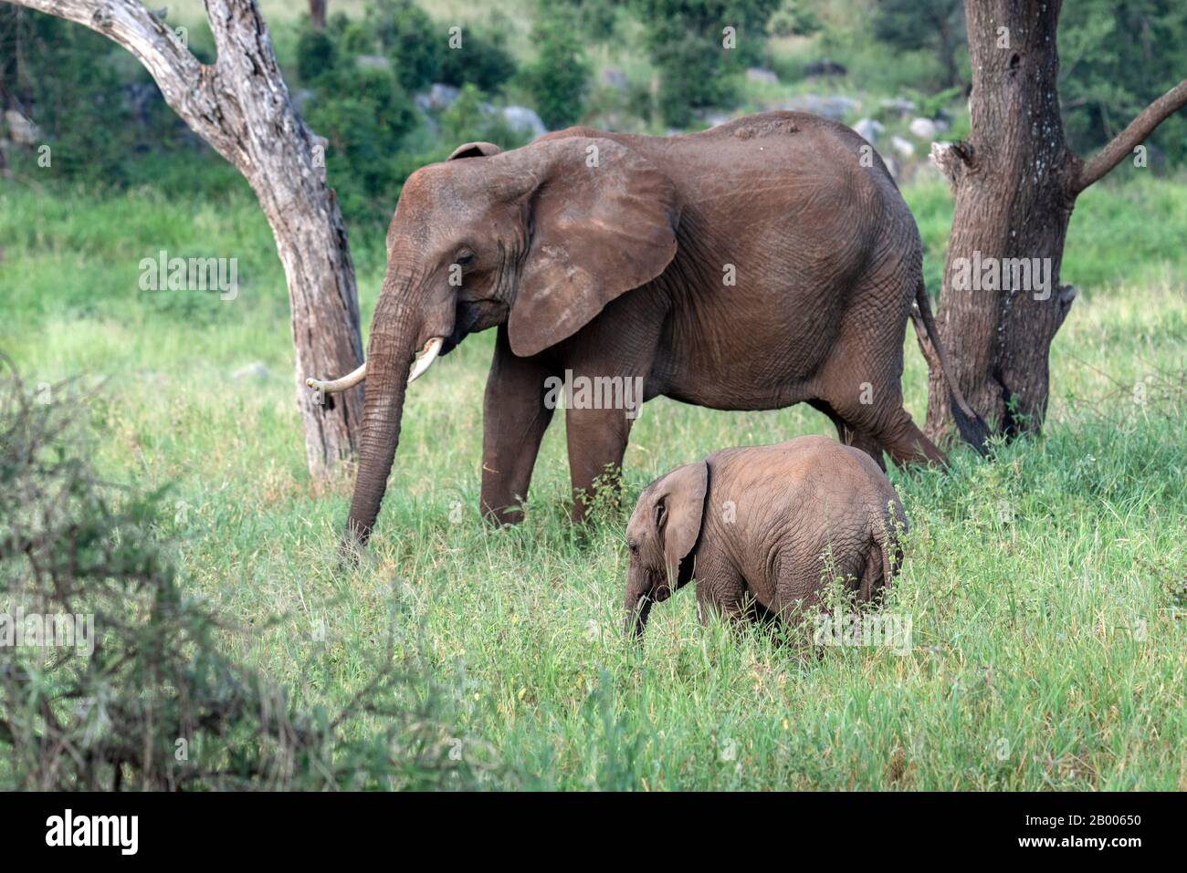Mère et bébé éléphant se reposant dans les prairies du parc national de Tarangire Banque D'Images