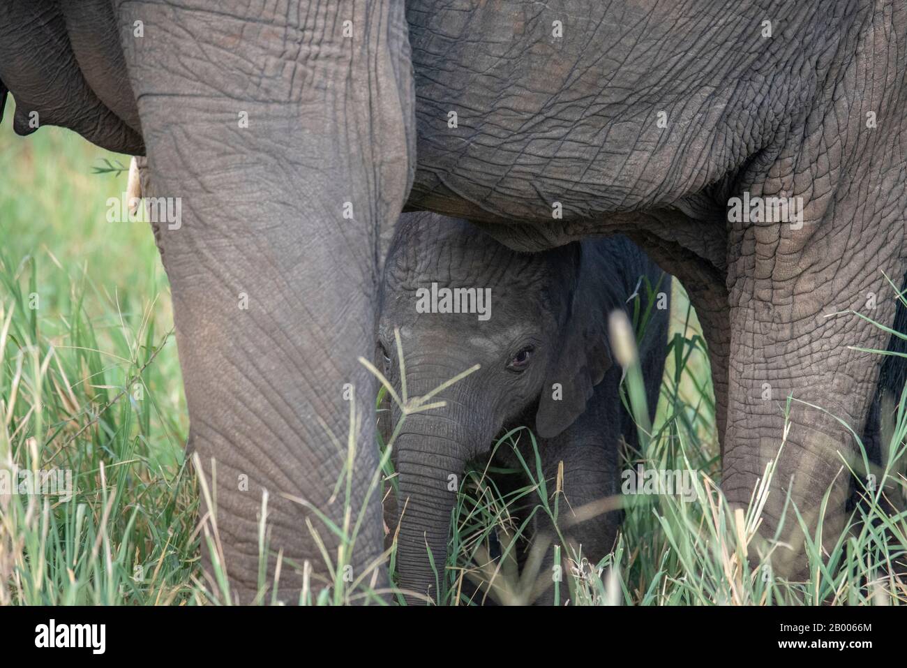 Veau d'éléphant sous la protection des mères. Parc National De Tarangire Banque D'Images