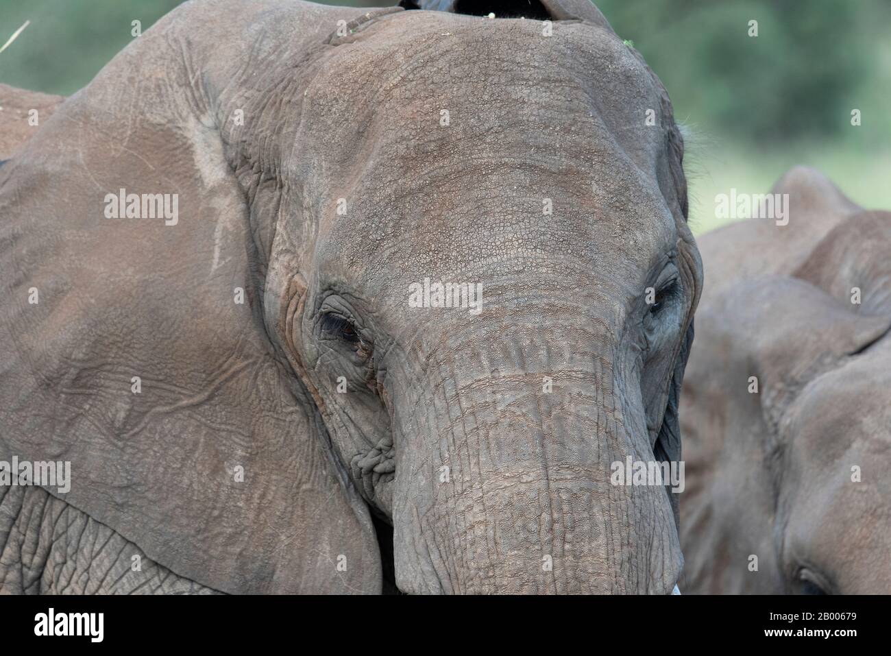 La texture de la peau de cet éléphant était si sèche et rugueuse. Si près du véhicule de safari c'est tout ce qui est installé dans ma photo. Banque D'Images