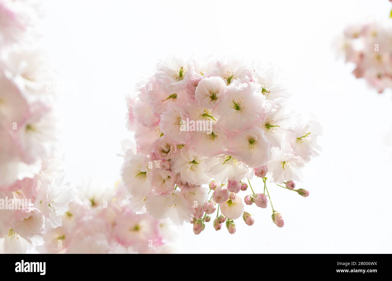 Cerisiers en fleurs Banque D'Images