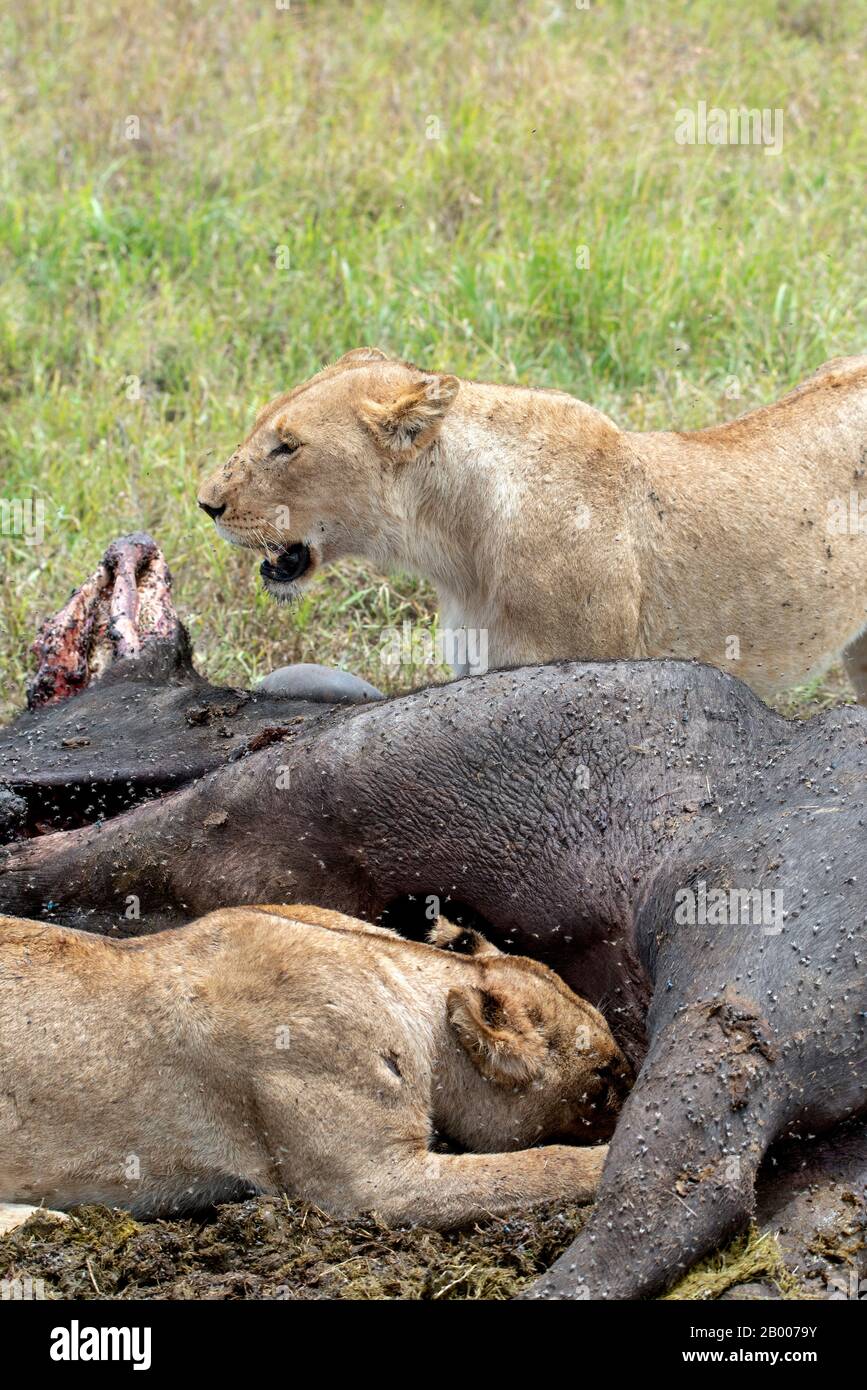 Lions du Serengeti Banque D'Images