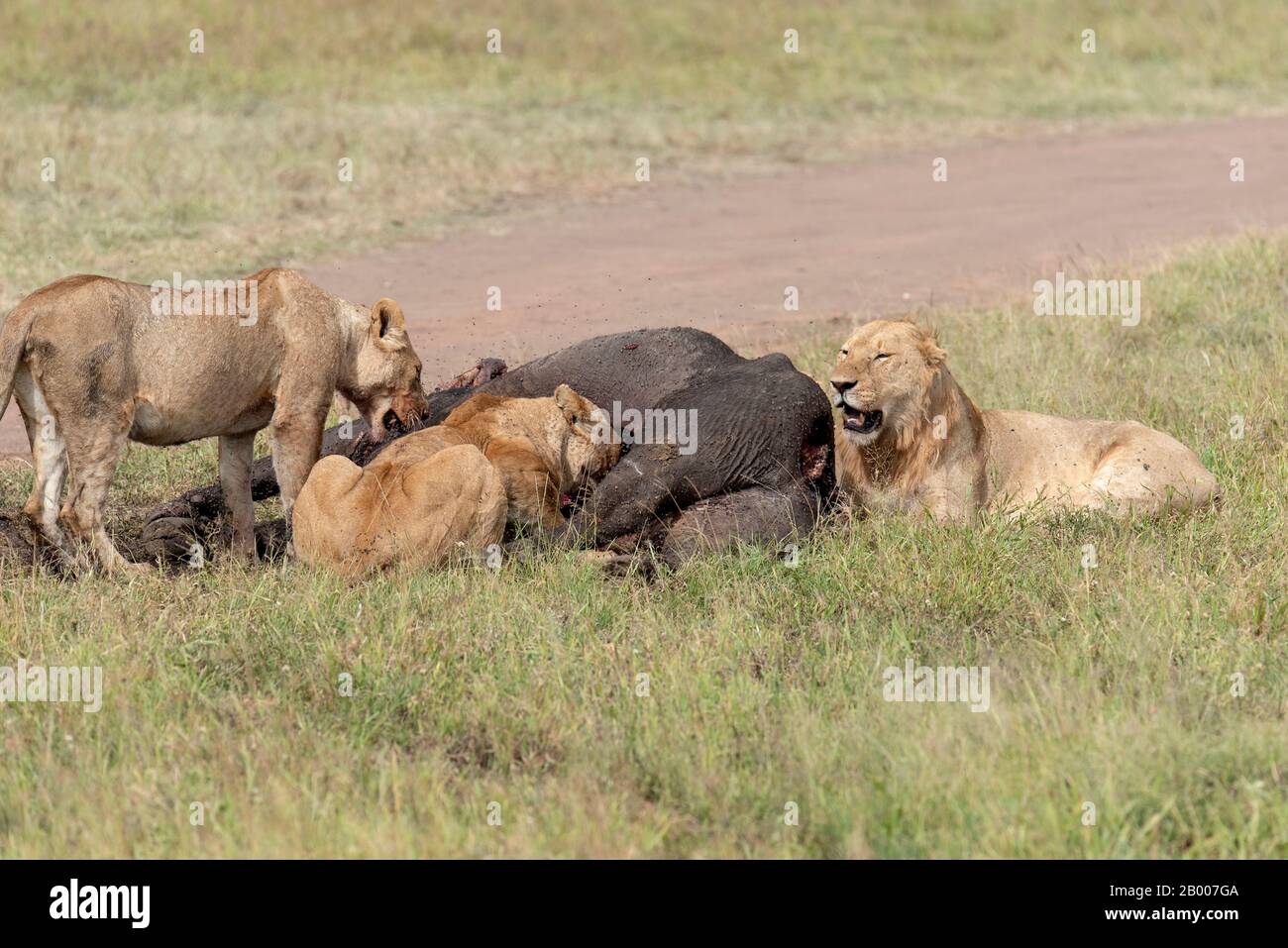 Fête de la fierté du lion sur le Buffalo africain Banque D'Images