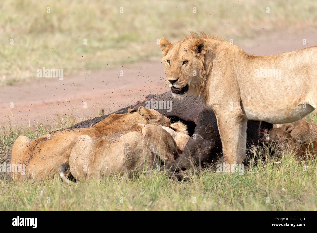 Les Lions se querouant après une chasse réussie. NP Serengeti Banque D'Images