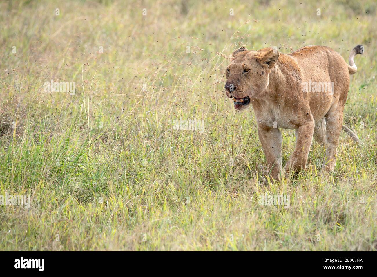 Lions du Serengeti Banque D'Images