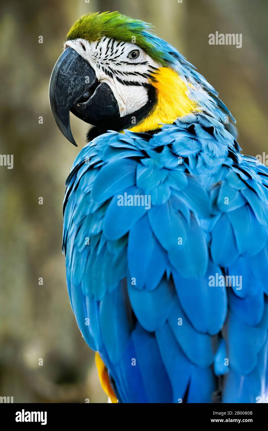 Un magnifique macaw bleu et jaune dans le sanctuaire de la faune de la Paz Rescue à San José, Costa Rica. Banque D'Images