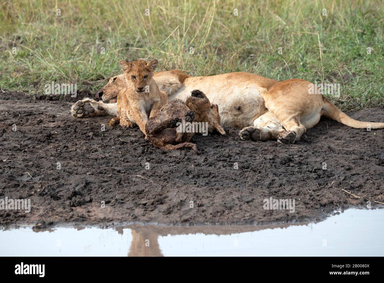 Mère Lion se reposant après un grand repas pendant que les enfants jouent Banque D'Images