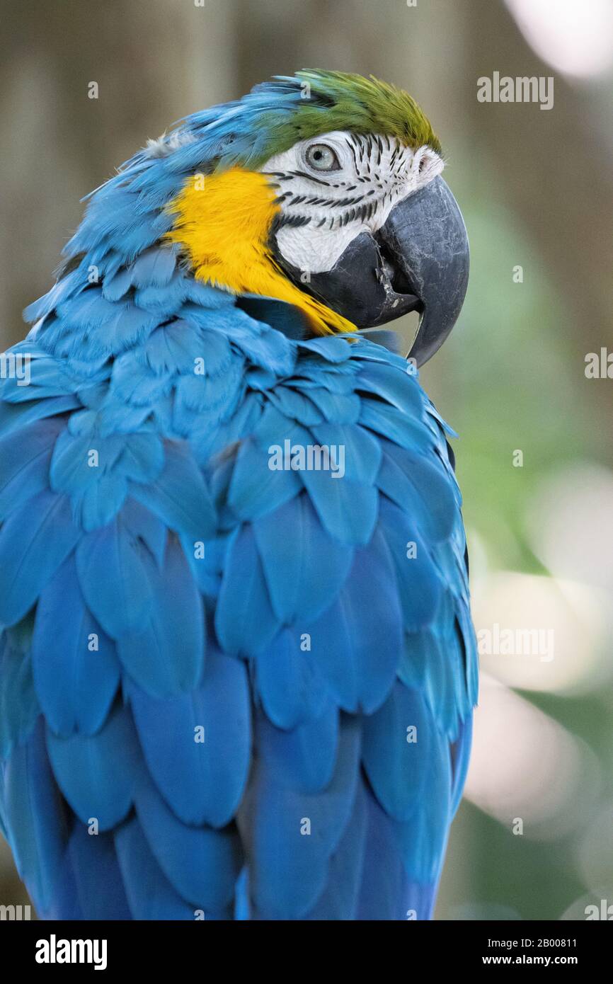 Un magnifique macaw bleu et jaune dans le sanctuaire de la faune de la Paz Rescue à San José, Costa Rica. Banque D'Images
