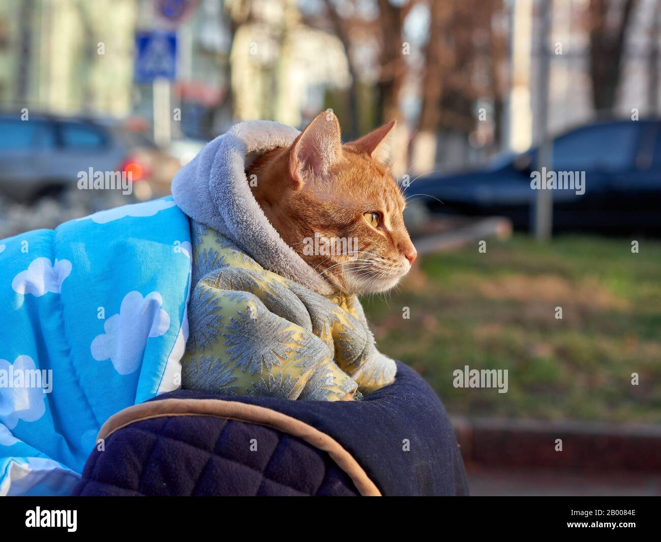 Grand Chat Rouge Dans La Couverture Et Combinaison Chaude Avec Capuche Assise A L Exterieur Marcher Et Regarder De Cote Avec La Ville Et Les Voitures En Arriere Plan Sur Froid Hiver Ensoleille Da