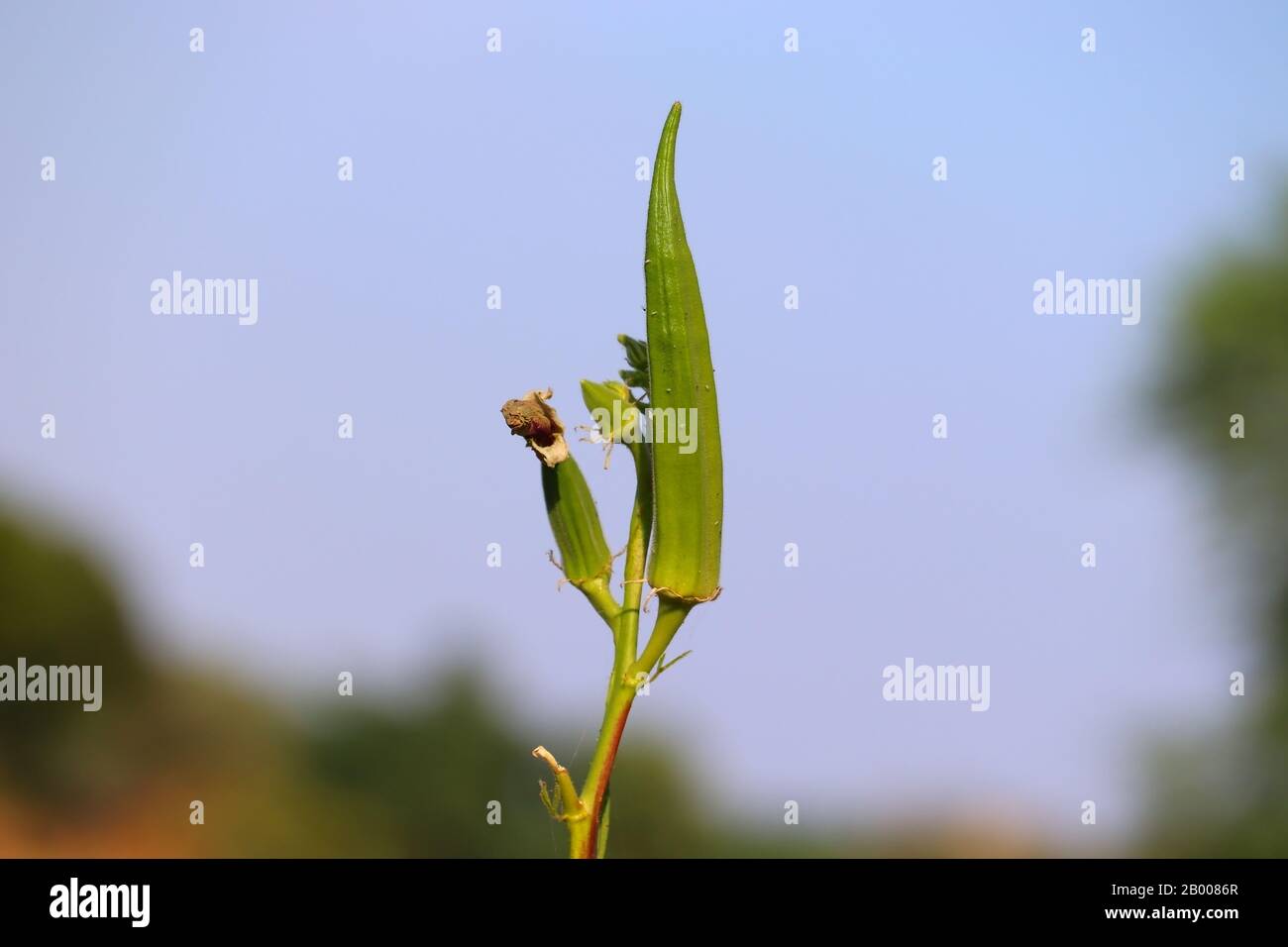 doigt de dame (okra) sur plante en saison estivale sèche , gros plan de légumes Banque D'Images