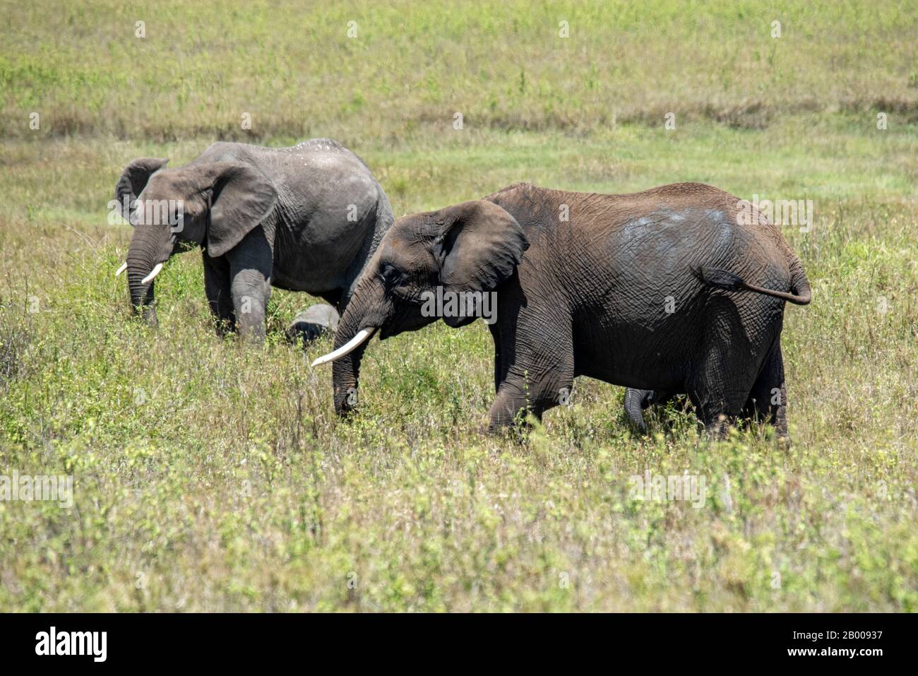 Deux éléphants sur la savane du parc national de Tarangire Banque D'Images