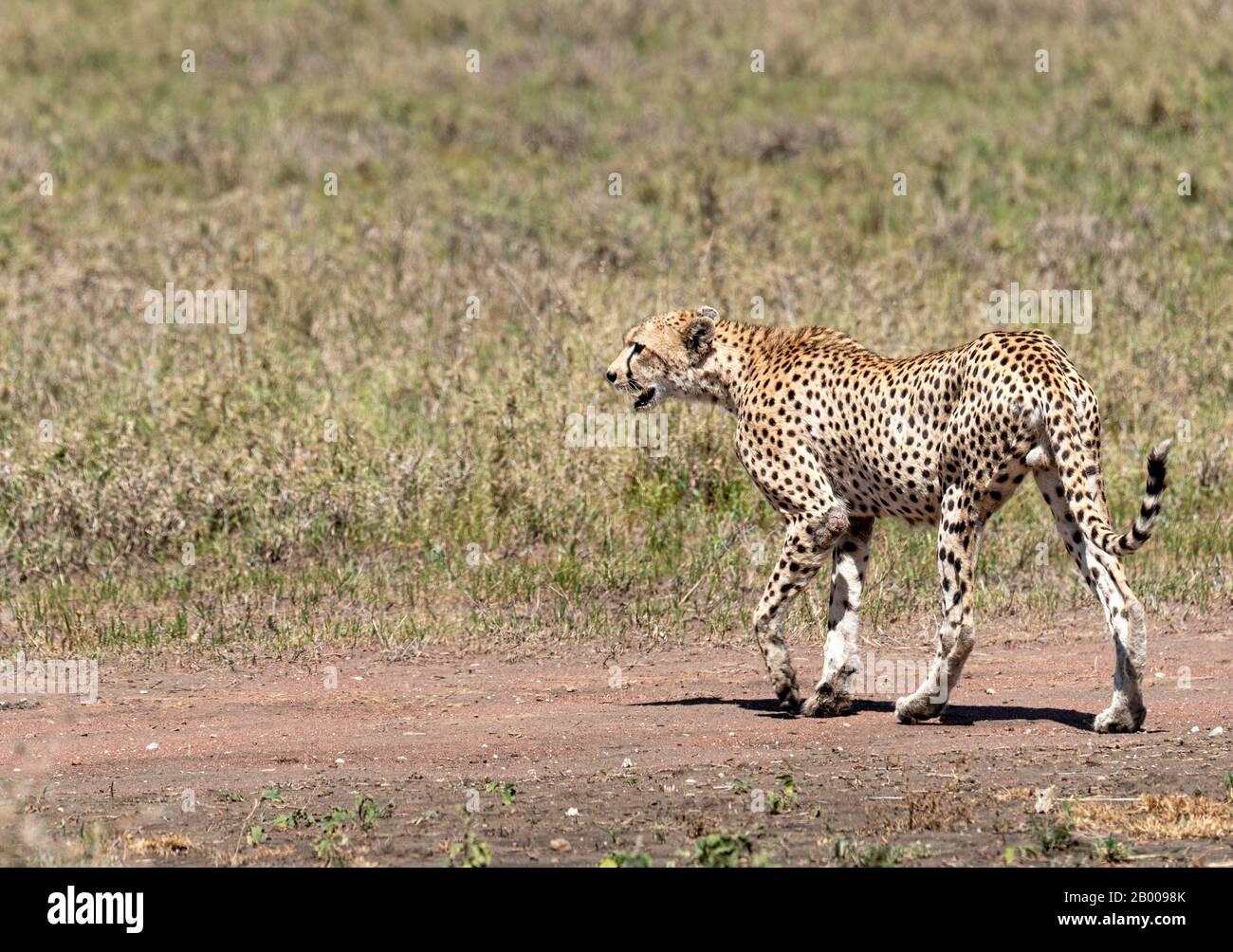 La femelle Cheetah un peu agacé par l'attention de ces deux mâles Banque D'Images