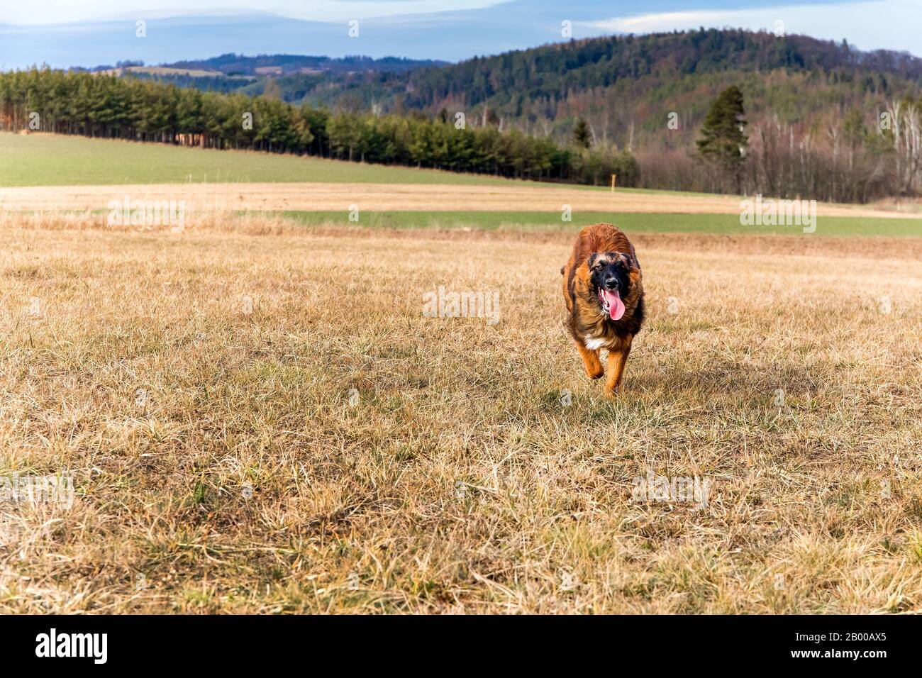Les chiens heureux s'amusent dans un champ. Sheepdog courir sur le pâturage vide. Ami fidèle. Vue du chien de course. Banque D'Images