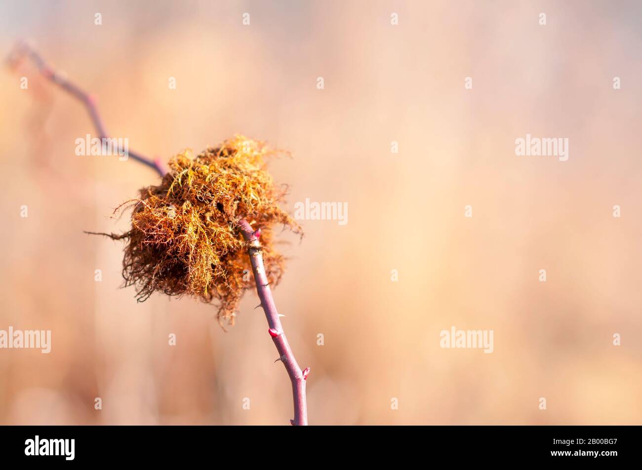 Le pétushion de Robin, ou le mortuaire de mousse (Diplolepis rosae) hyménoptères guargue qui cause une tumeur connue sous le nom de la rose bedeguar gall, Banque D'Images