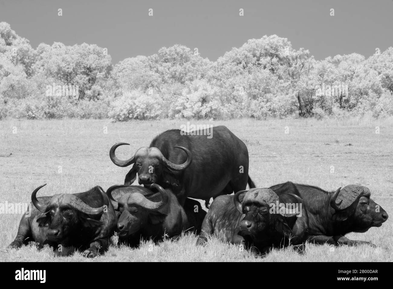 Cap Buffaloes (Syncerus caffer) assis dans les prairies, image infrarouge noir et blanc, Masai Mara, Kenya Banque D'Images