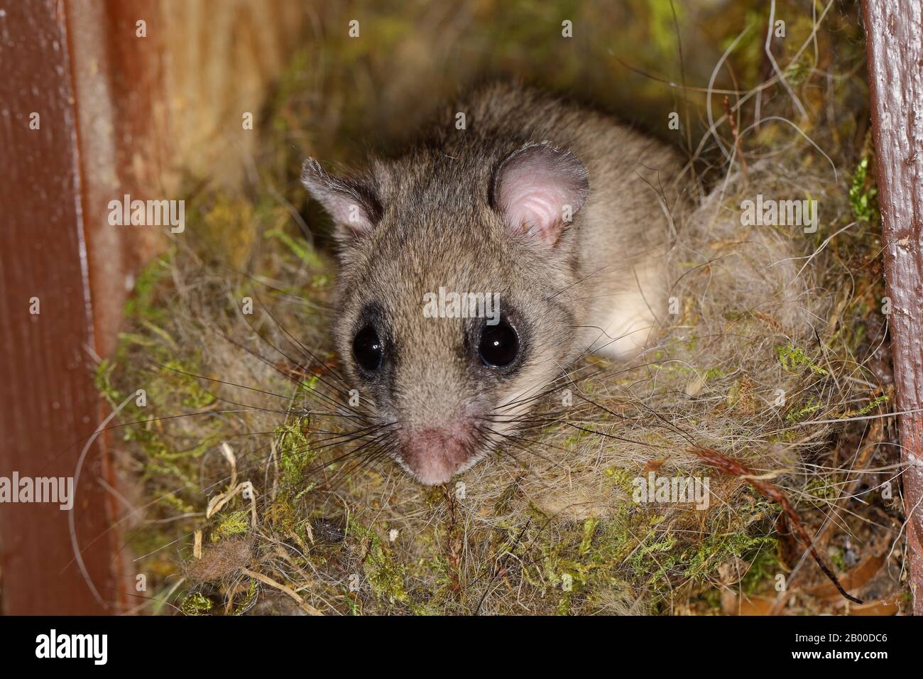 Loir (Glis glis) semble hors de son nid, Siegerland, Rhénanie du Nord-Westphalie, Allemagne Banque D'Images
