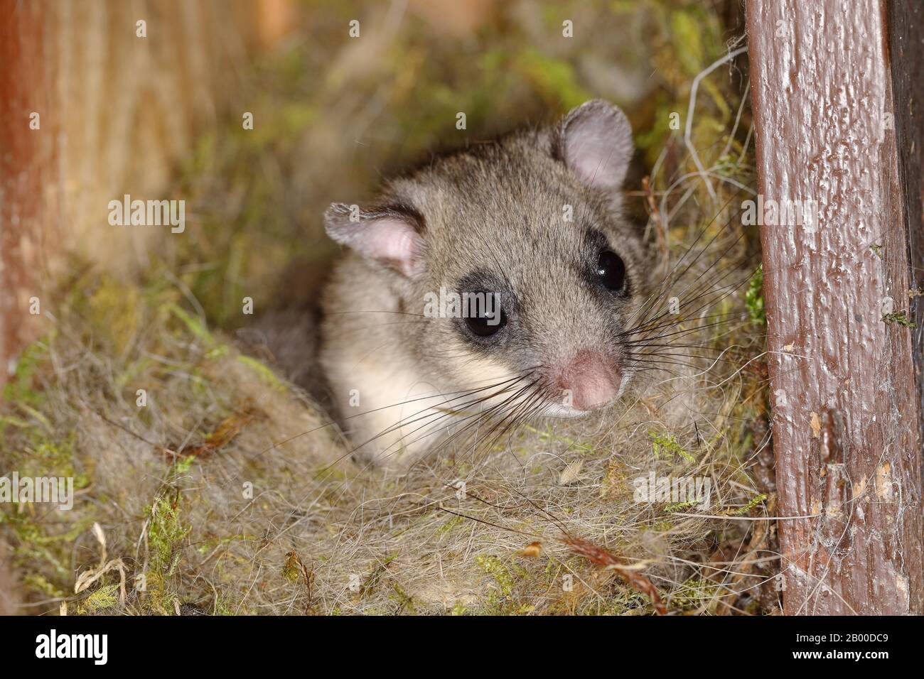 Loir (Glis glis) semble hors de son nid, Siegerland, Rhénanie du Nord-Westphalie, Allemagne Banque D'Images