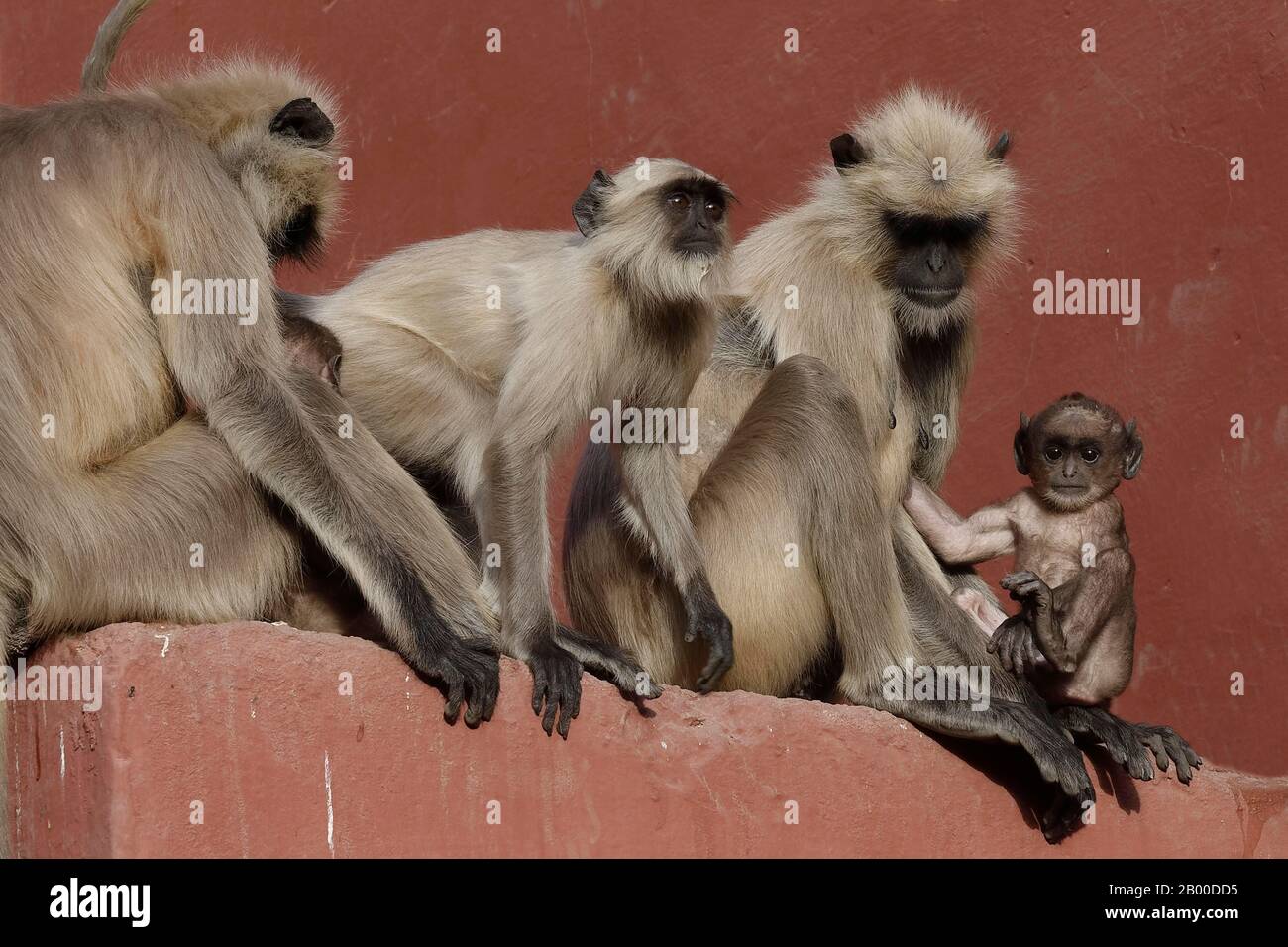 Langoures grises des plaines du Nord (Semnopithecus entellus), groupe d'animaux assis sur un mur, Parc national de Ranthambhore, Rajasthan, Inde Banque D'Images