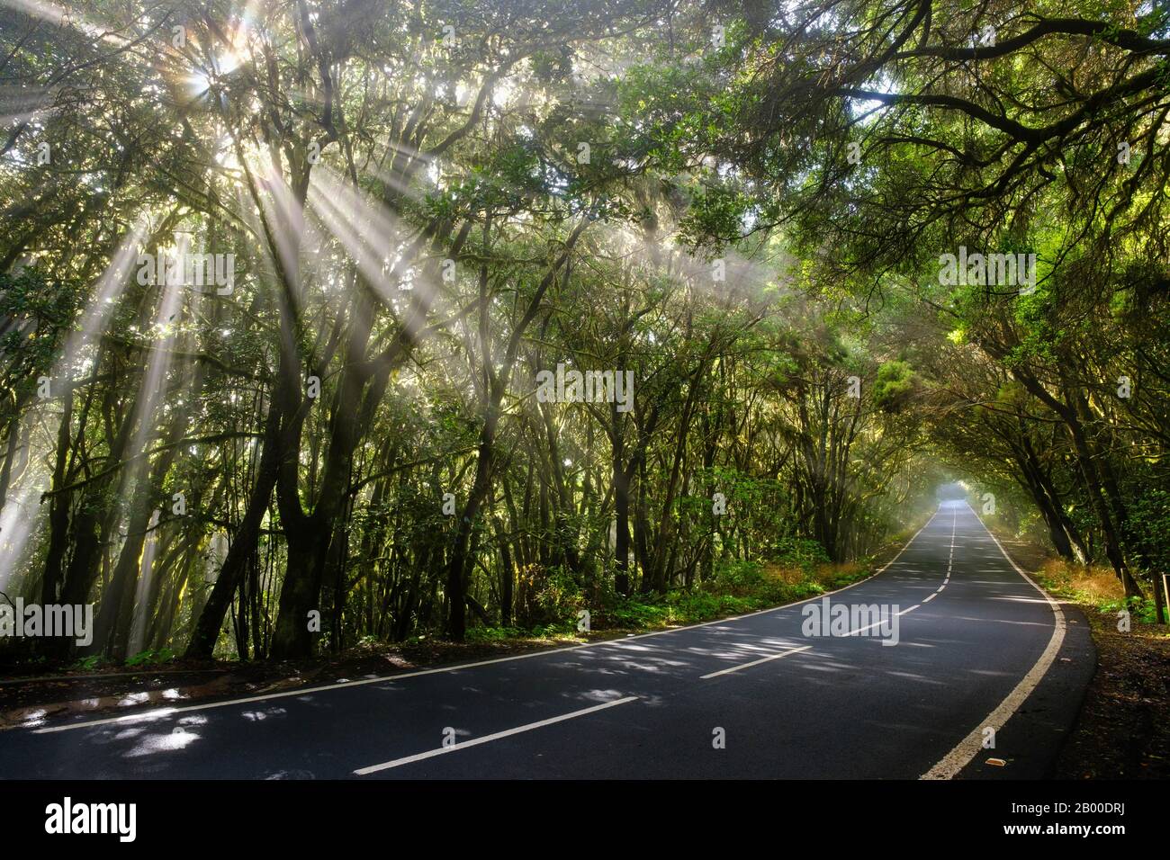 Rayons de soleil dans le brouillard, route dans la forêt nuageuse, parc national de Garajonay, la Gomera, îles Canaries, Espagne Banque D'Images