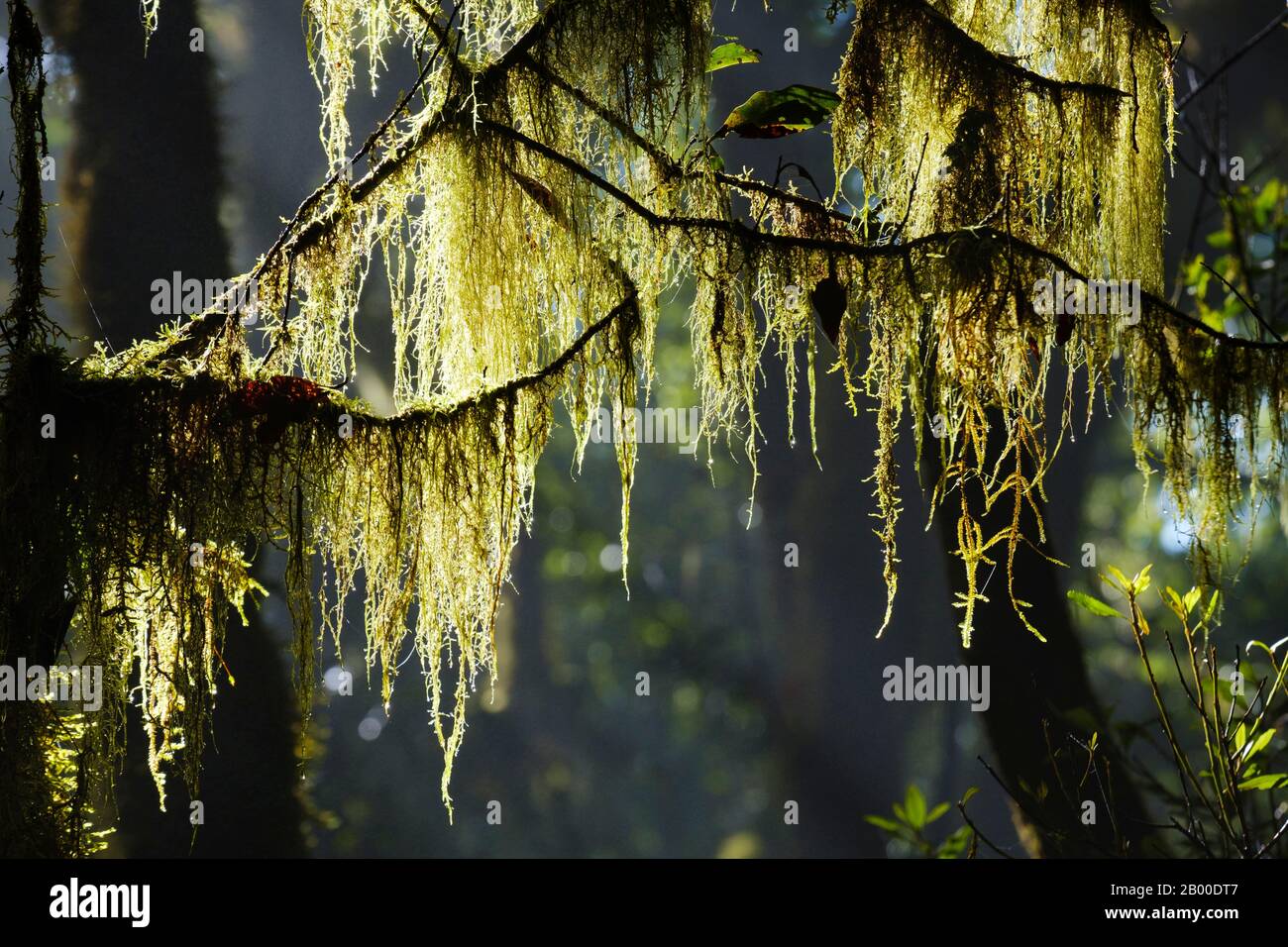 Moss sur les branches de la forêt nuageuse, parc national de Garajonay, la Gomera, îles Canaries, Espagne Banque D'Images