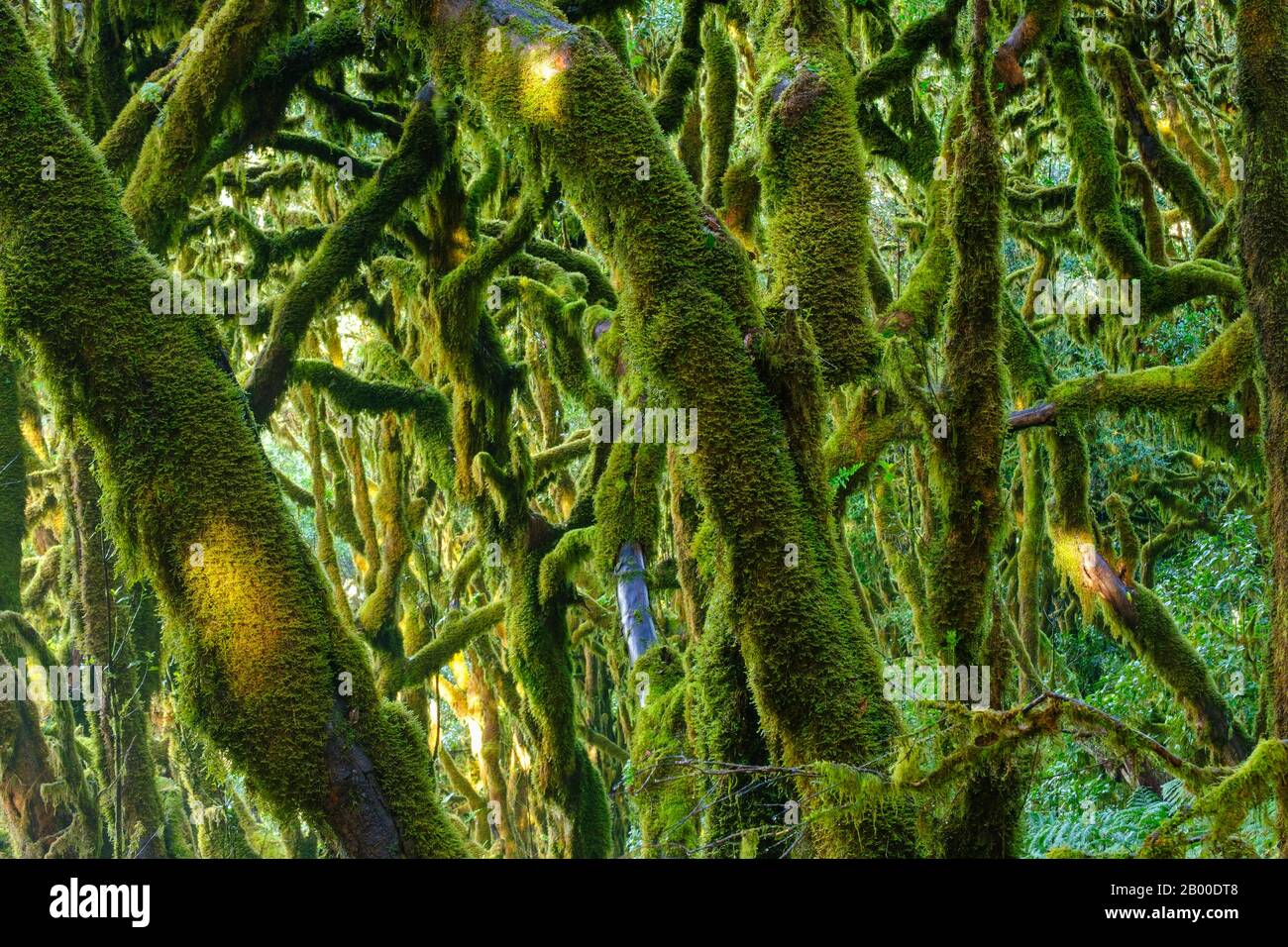 Arbres couverts de Moss dans la forêt nuageuse, parc national de Garajonay, la Gomera, îles Canaries, Espagne Banque D'Images