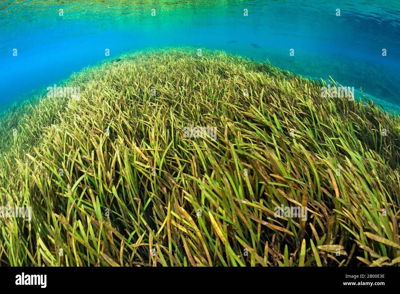 Paysage sous-marin, lit de rivière couvert de roseau, vert, Rainbow River, Rainbow Springs State Park, Dunnelon, Floride, États-Unis Banque D'Images