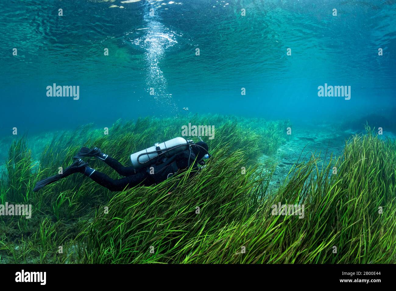 Plongeur nagent dans la rivière au-dessus des roseaux, Rainbow River, Rainbow Springs State Park, Dunnelon, Floride, États-Unis Banque D'Images