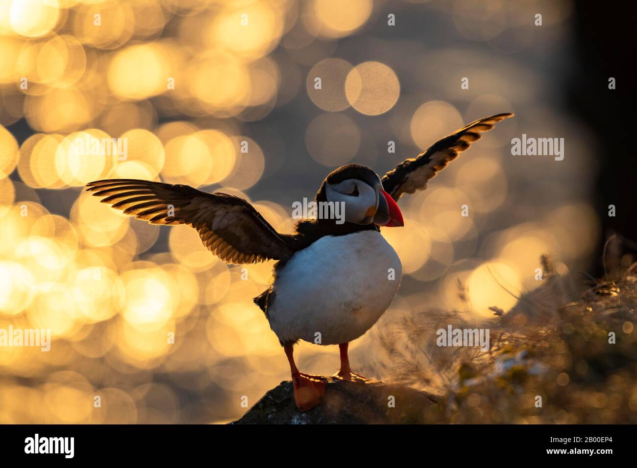 Puffin (Fratercula arctica) avec ailes étirées en contre-jour, réflexions circulaires en arrière-plan, roche d'oiseau Latrabjarg, Westfjords, Islande Banque D'Images