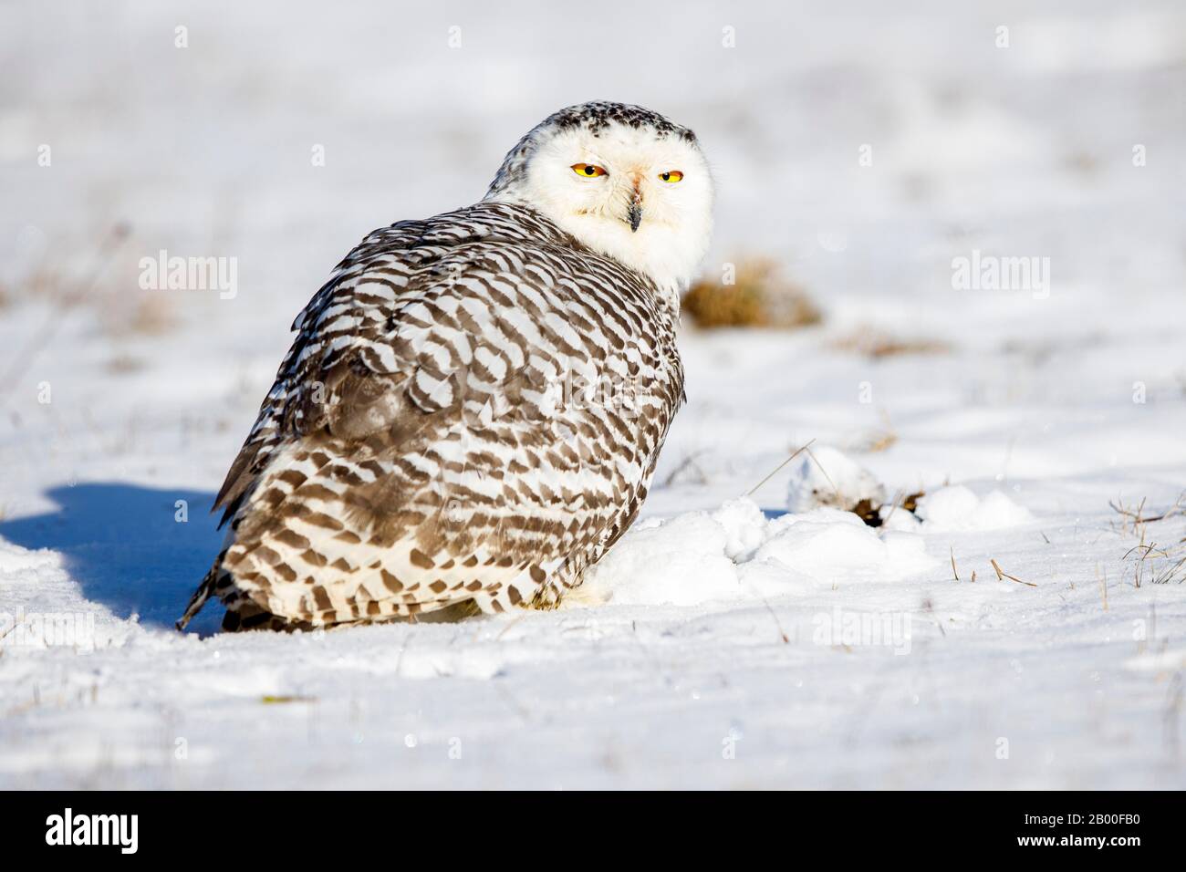 Chouette enneigée (Bubo scandiacus), en hiver, forêt bavaroise, Allemagne Banque D'Images