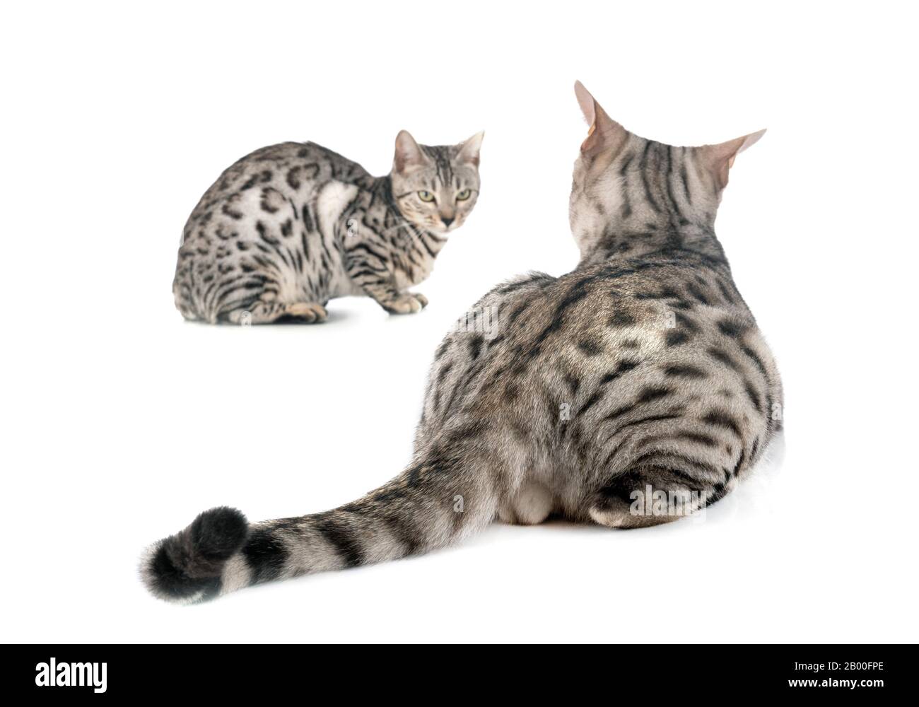 Bengal Cats in front of white background Banque D'Images