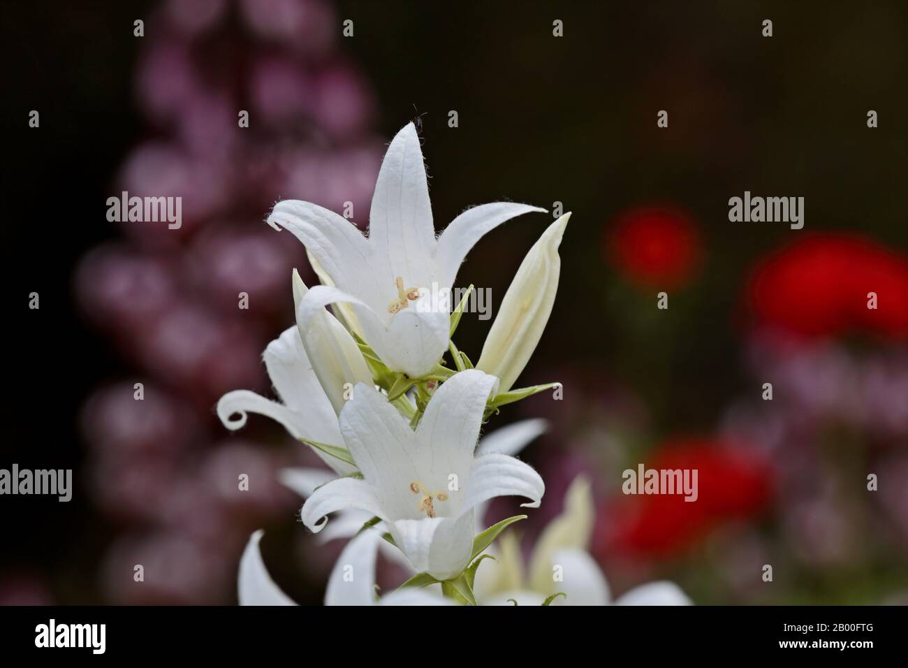 Belles fleurs blanches de fleurs géantes (Campanula latifolia alba) Banque D'Images