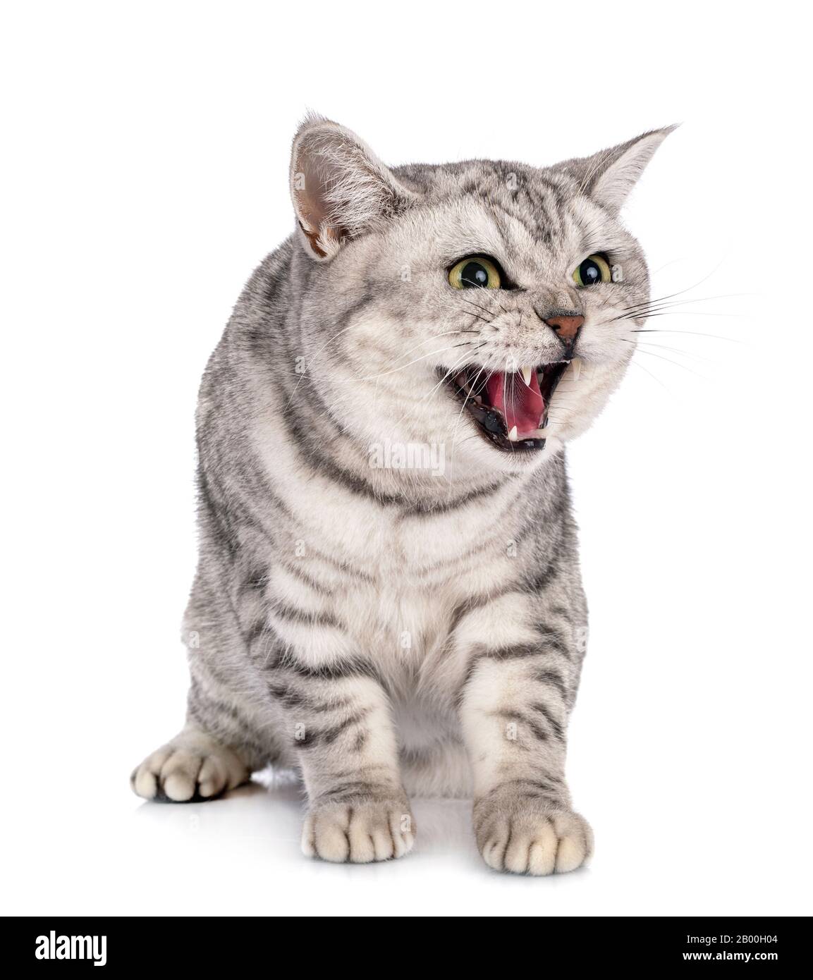 British Shorthair devant un fond blanc Banque D'Images