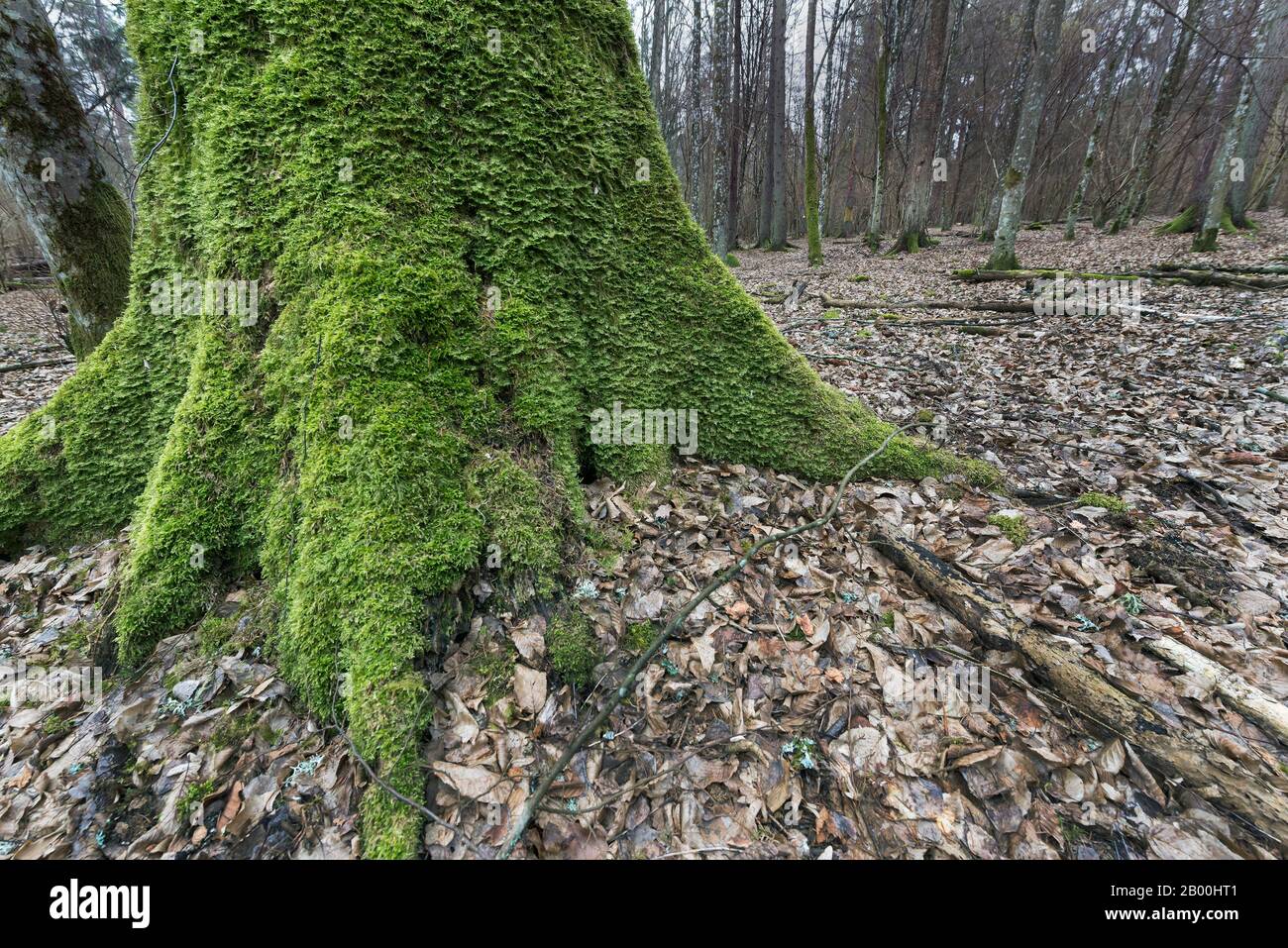 Parc Narodowy, Bialowieza, Pologne Banque D'Images