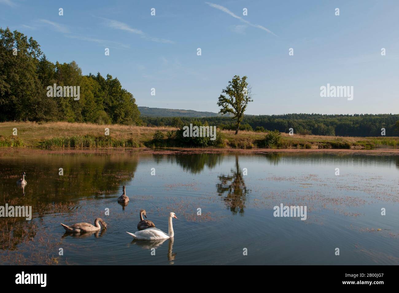 des cygnes blancs sur un lac d'automne, une journée ensoleillée Banque D'Images
