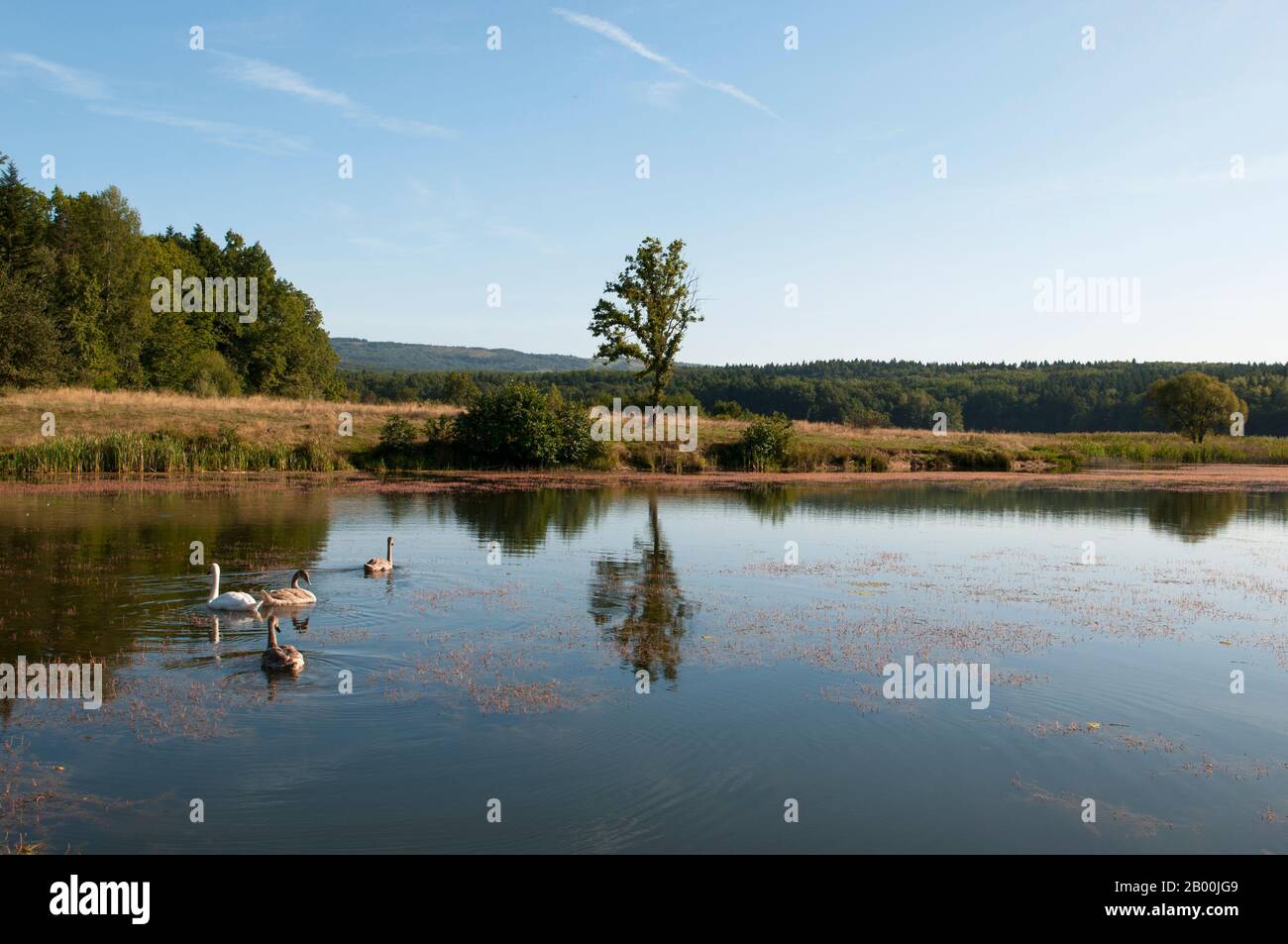 des cygnes blancs sur un lac d'automne, une journée ensoleillée Banque D'Images