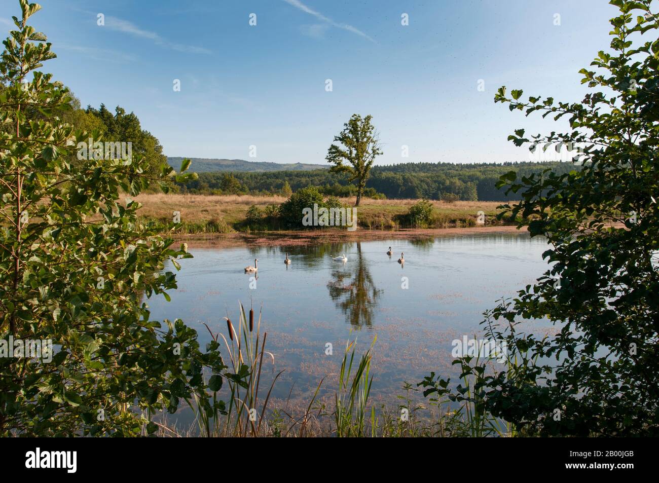 des cygnes blancs sur un lac d'automne, une journée ensoleillée Banque D'Images