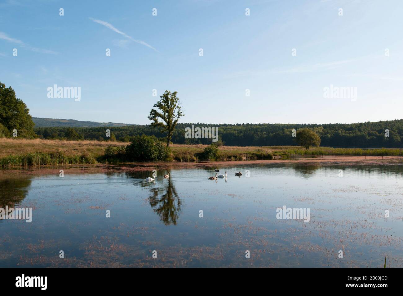 des cygnes blancs sur un lac d'automne, une journée ensoleillée Banque D'Images
