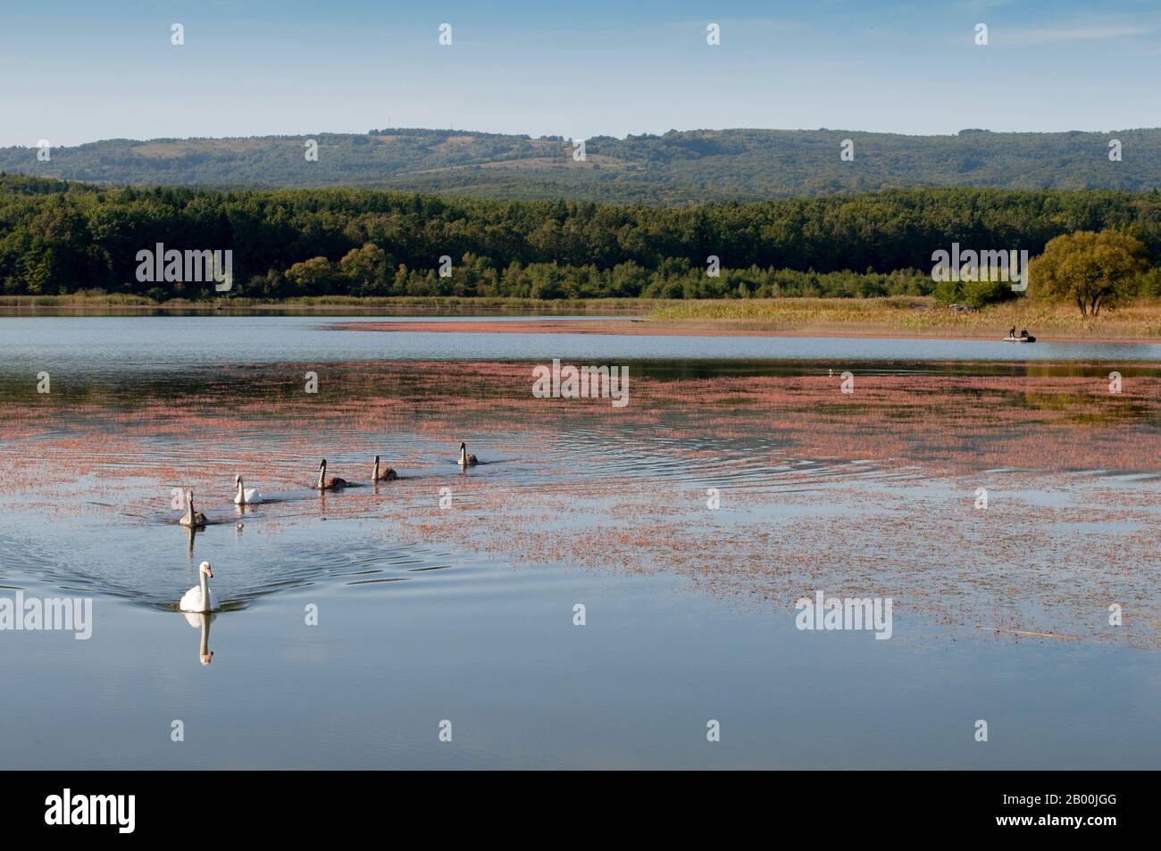 des cygnes blancs sur un lac d'automne, une journée ensoleillée Banque D'Images