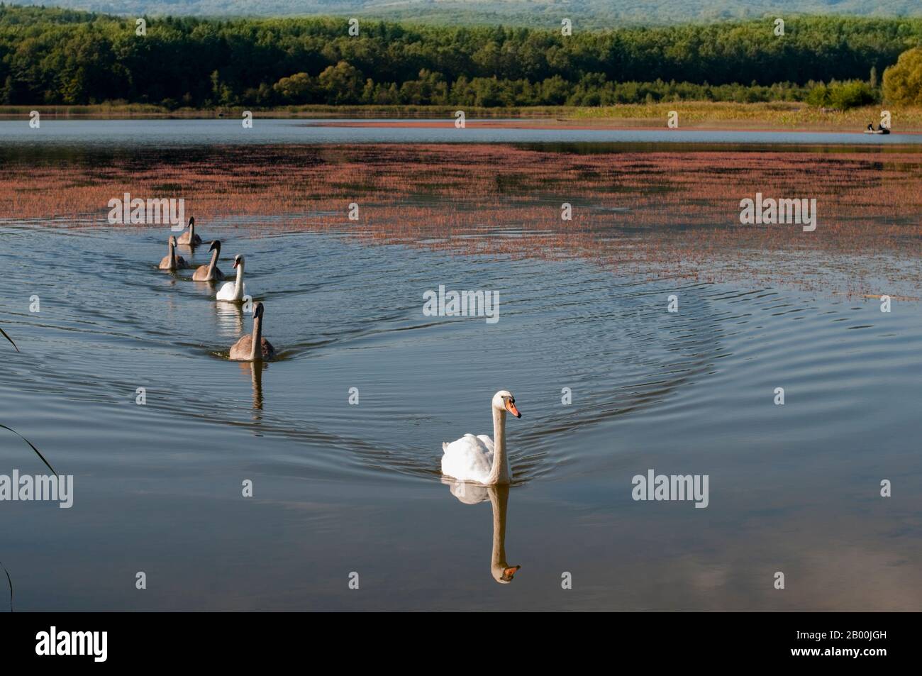 des cygnes blancs sur un lac d'automne, une journée ensoleillée Banque D'Images