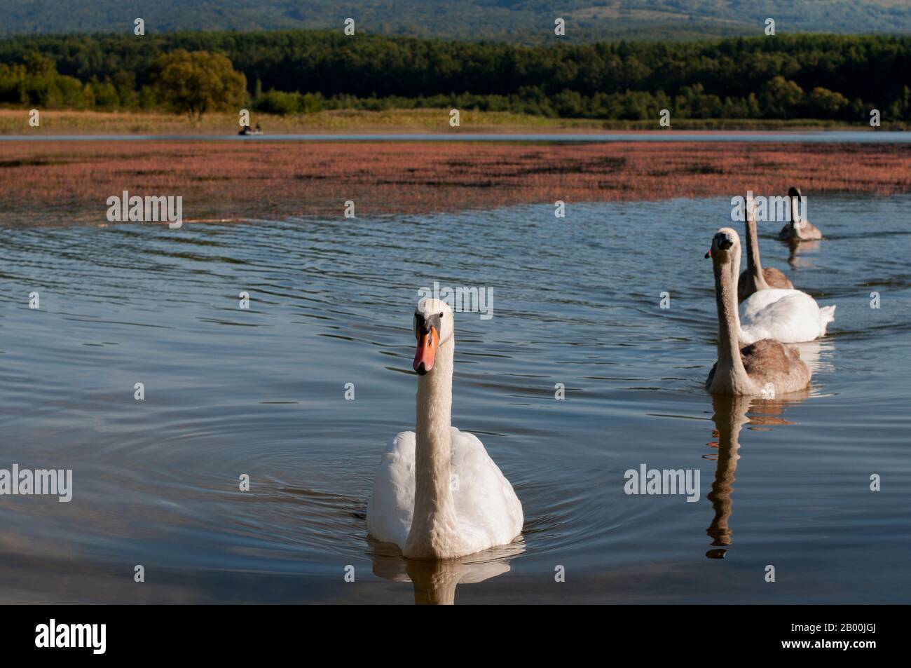des cygnes blancs sur un lac d'automne, une journée ensoleillée Banque D'Images