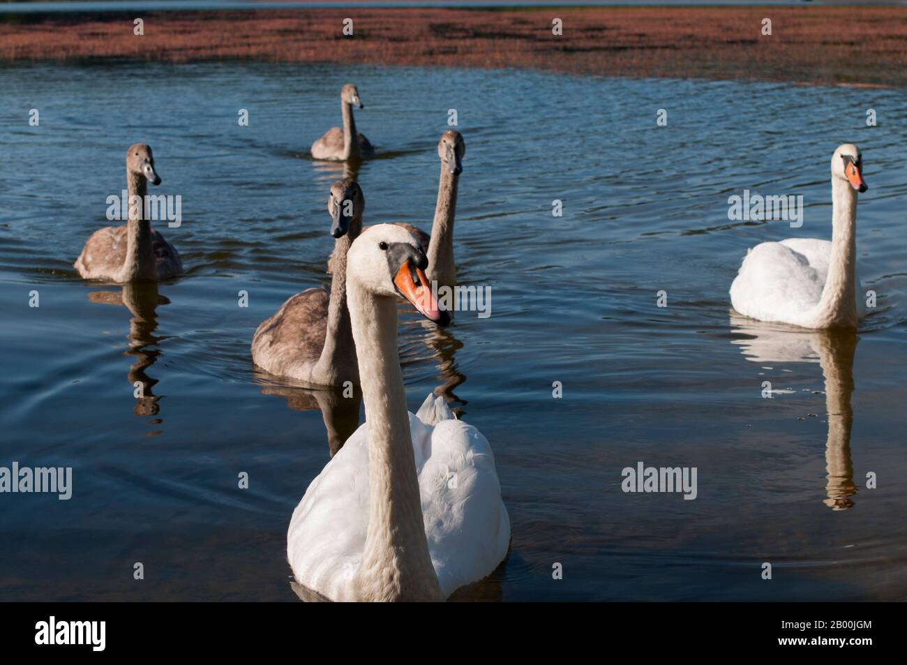 des cygnes blancs sur un lac d'automne, une journée ensoleillée Banque D'Images