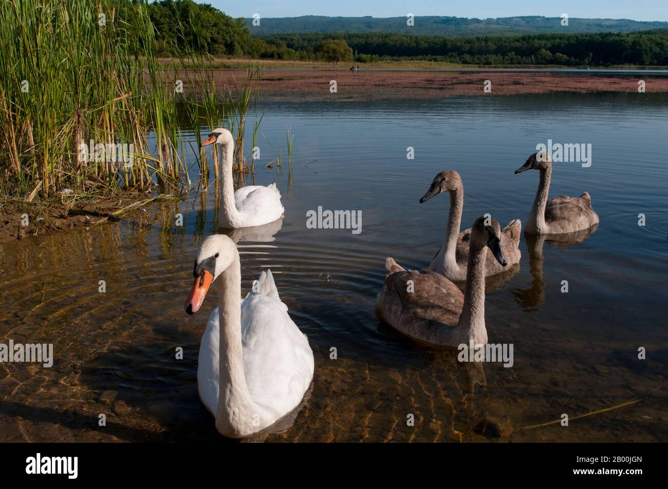 des cygnes blancs sur un lac d'automne, une journée ensoleillée Banque D'Images