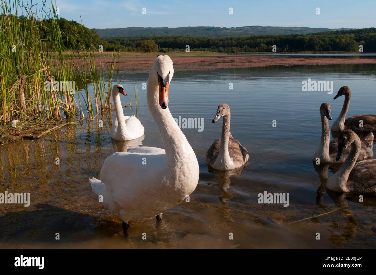 des cygnes blancs sur un lac d'automne, une journée ensoleillée Banque D'Images