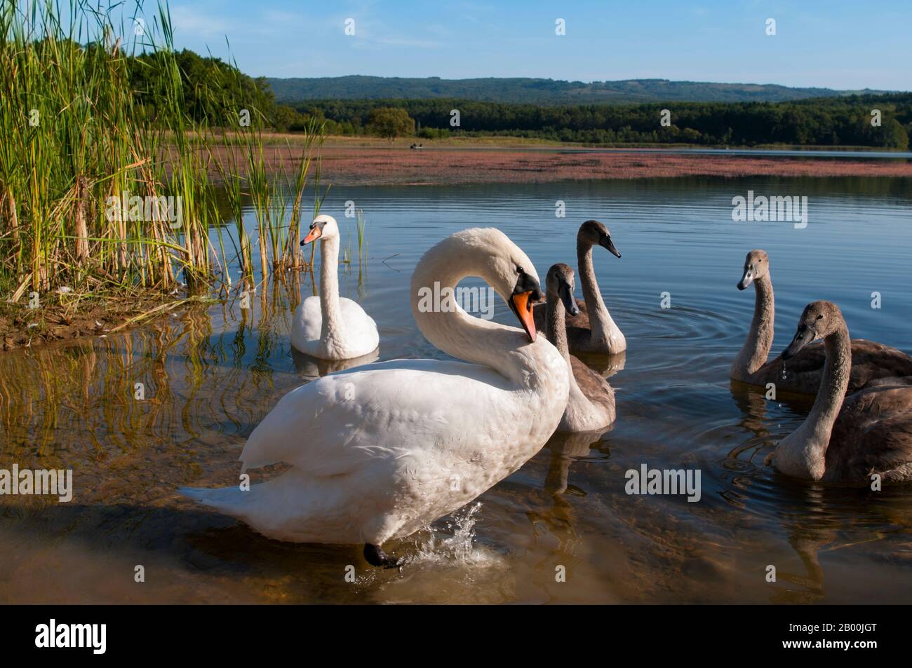 des cygnes blancs sur un lac d'automne, une journée ensoleillée Banque D'Images
