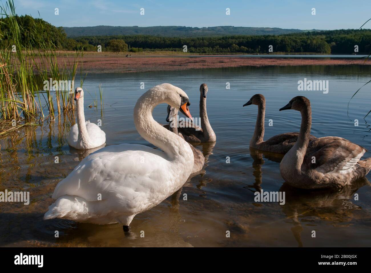 des cygnes blancs sur un lac d'automne, une journée ensoleillée Banque D'Images